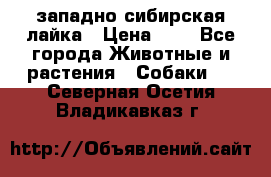 западно сибирская лайка › Цена ­ 0 - Все города Животные и растения » Собаки   . Северная Осетия,Владикавказ г.